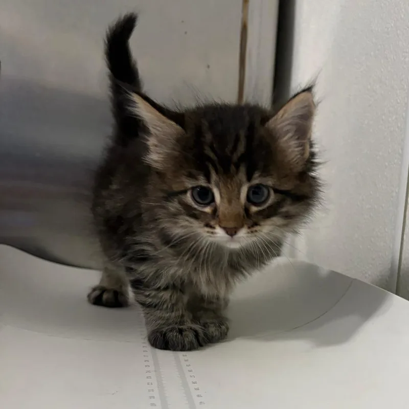 A baby small-sized male Black Domestic Short Hair cat named Taurus for adoption in Tulsa, OK