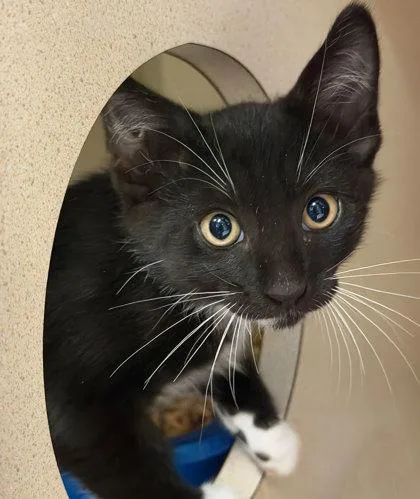 A baby small-sized male Domestic Short Hair cat named Paul for adoption in Sacramento, CA