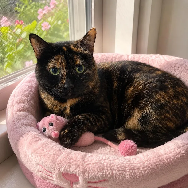 An adult medium-sized female Tortoiseshell Domestic Short Hair cat named Aria for adoption in Dallas, TX