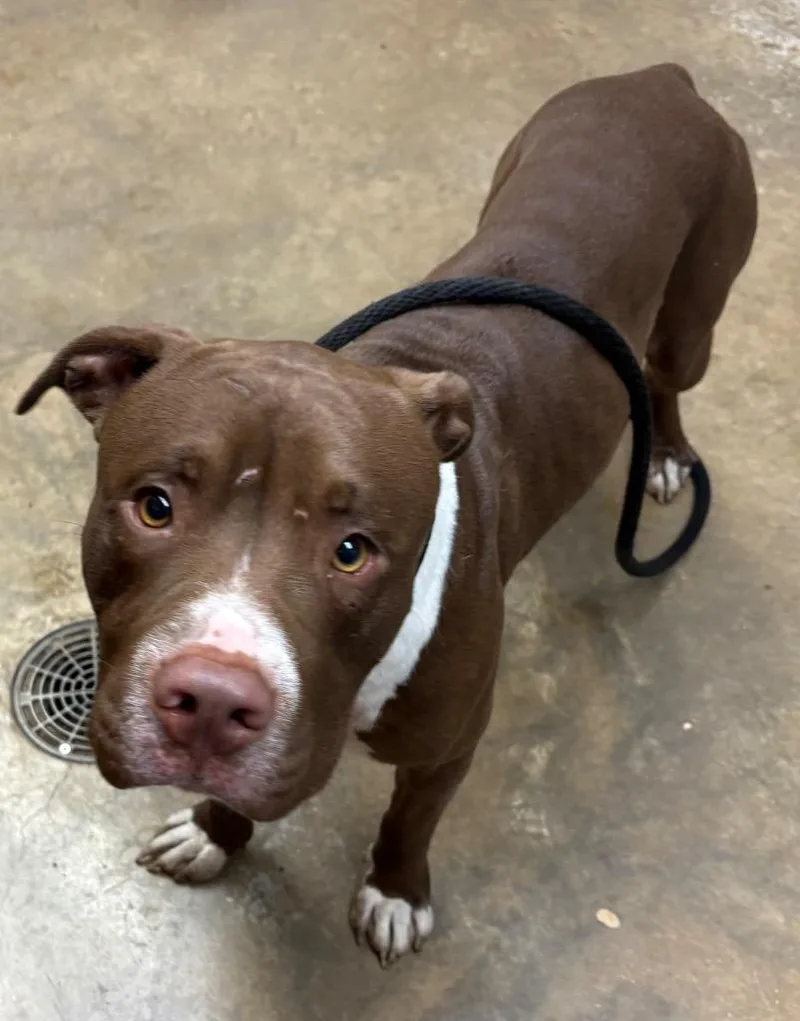 A young large-sized male Mixed Breed dog named Guinness for adoption in Lockhart, TX