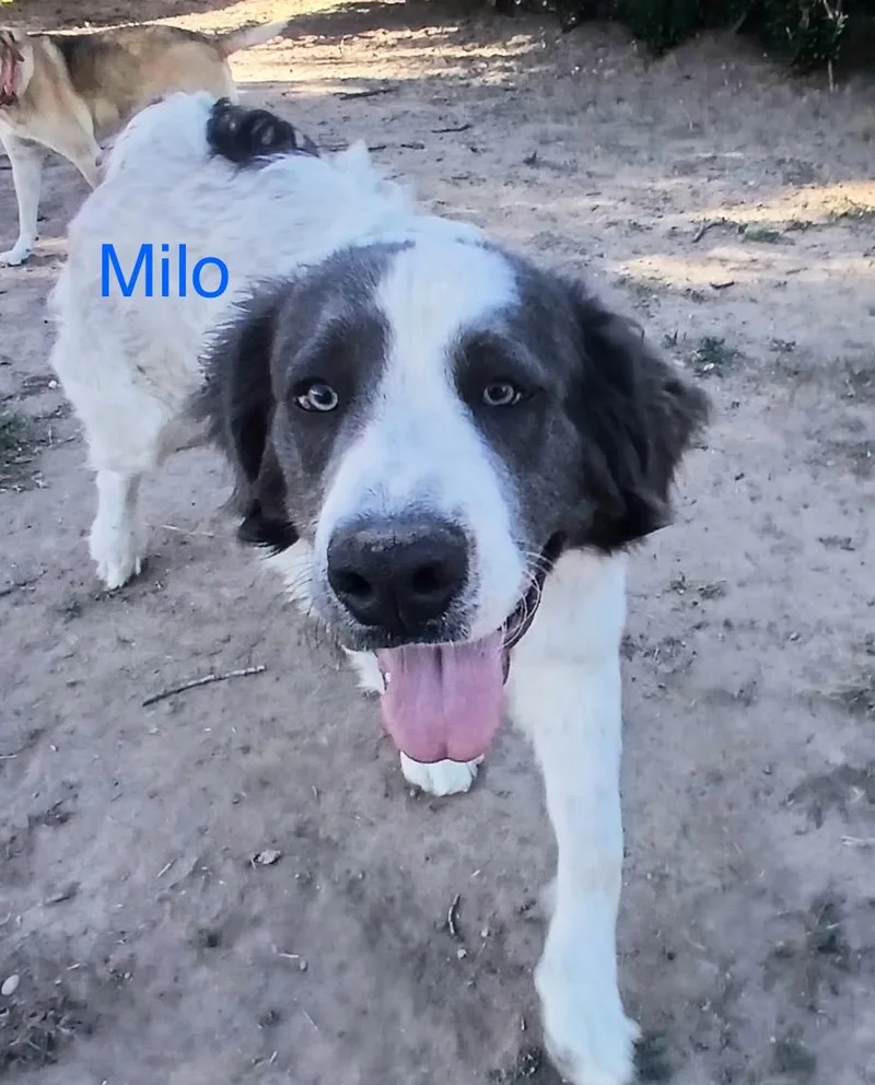Milo photo 1