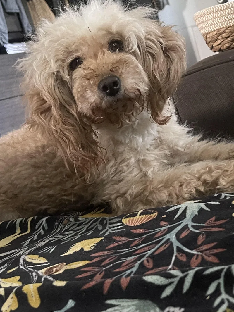 A young small-sized female Poodle dog named Hanna for adoption in Northlake, IL