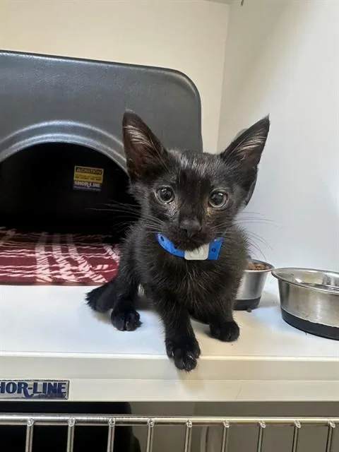 A baby small-sized male Domestic Short Hair cat named Koda for adoption in San Luis Obispo, CA