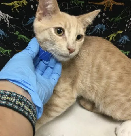 A baby small-sized male Domestic Short Hair cat named Boots for adoption in Riverside, CA