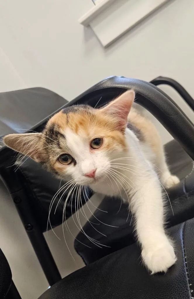 A baby large-sized female Domestic Short Hair cat named Cherry for adoption in warrenville, SC