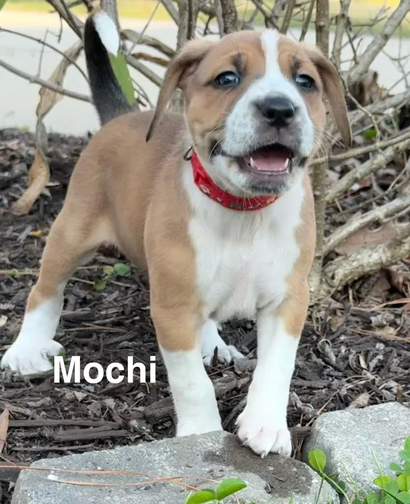 Mochi thumbnail 2