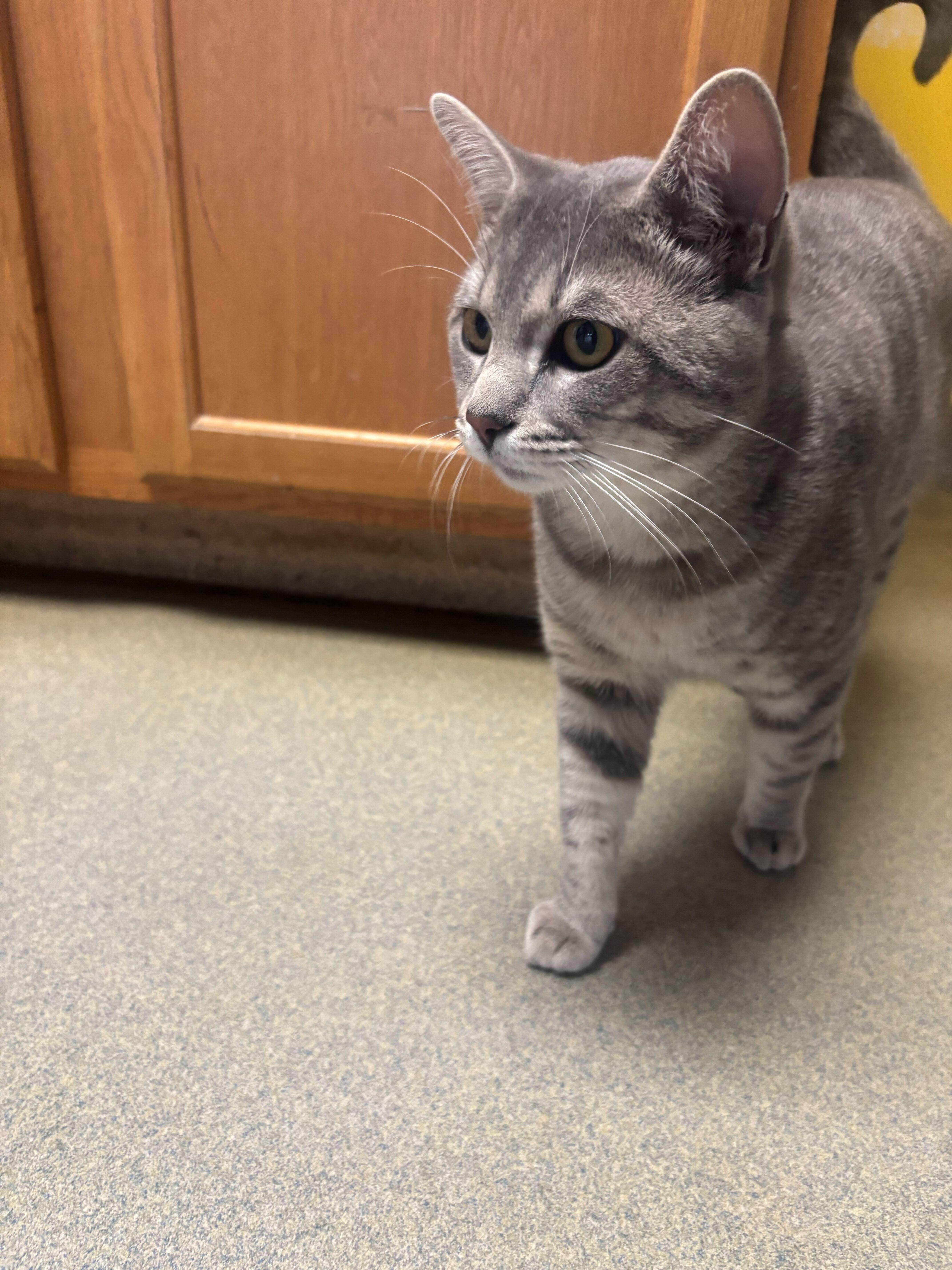 An adult medium-sized male Domestic Short Hair cat named Siva for adoption in Manchester, NH