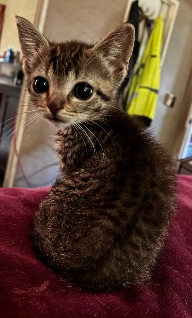 A baby large-sized female Domestic Short Hair cat named Hunny Bunny for adoption in warrenville, SC