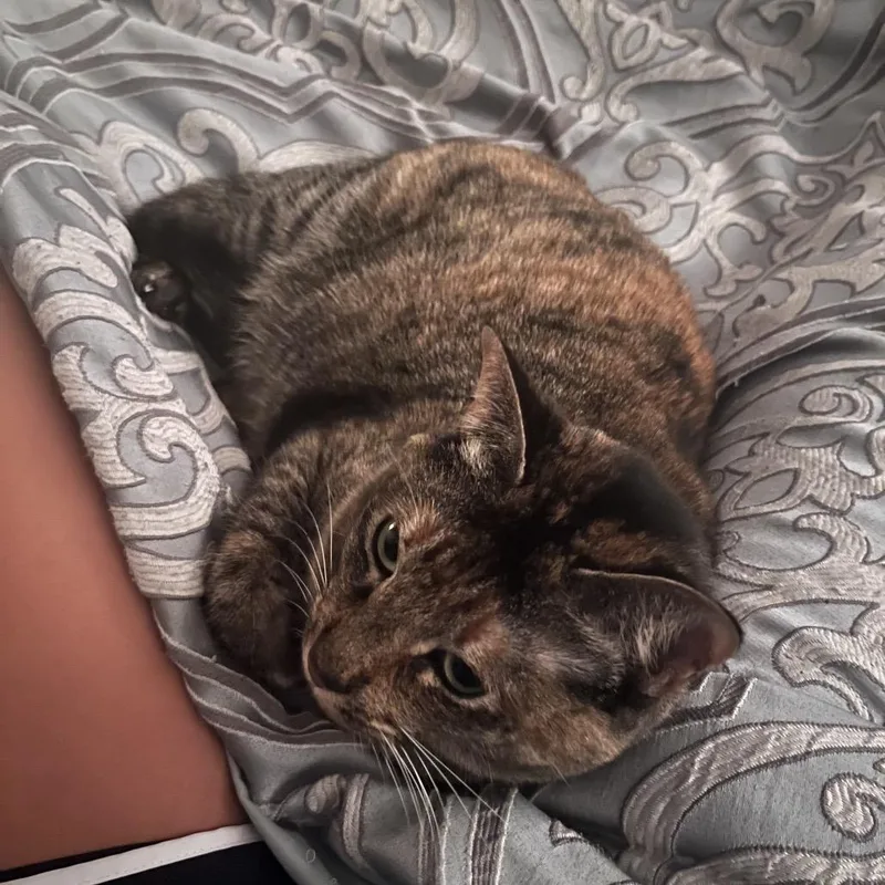 A senior large-sized female Brown / Chocolate Domestic Short Hair cat named Gemini for adoption in Hamilton, GA