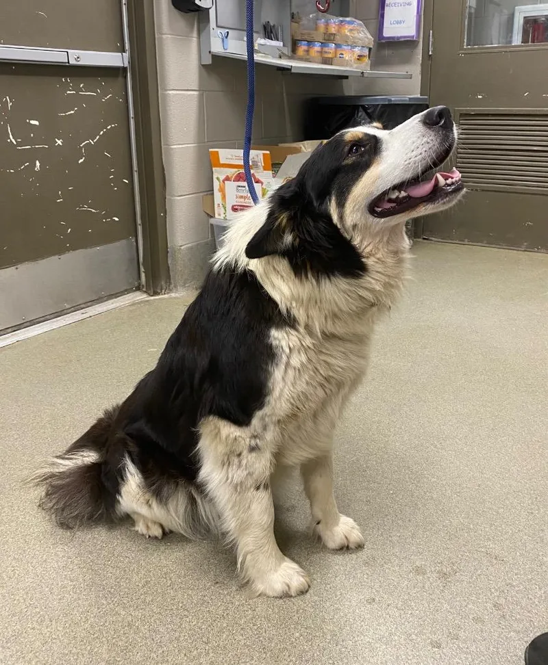 A young large-sized female Border Collie dog named Sheba for adoption in Hopkinsville, KY