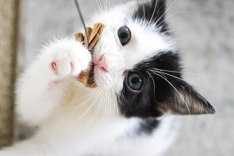 A baby medium-sized female Black & White / Tuxedo Domestic Short Hair cat named Lottie for adoption in Chicago, IL