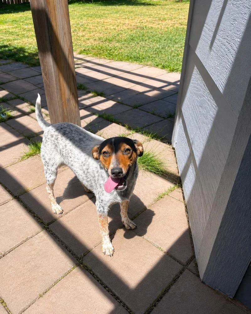 A young medium-sized male Australian Cattle Dog / Blue Heeler dog named Jinglebell for adoption in Colorado Springs, CO
