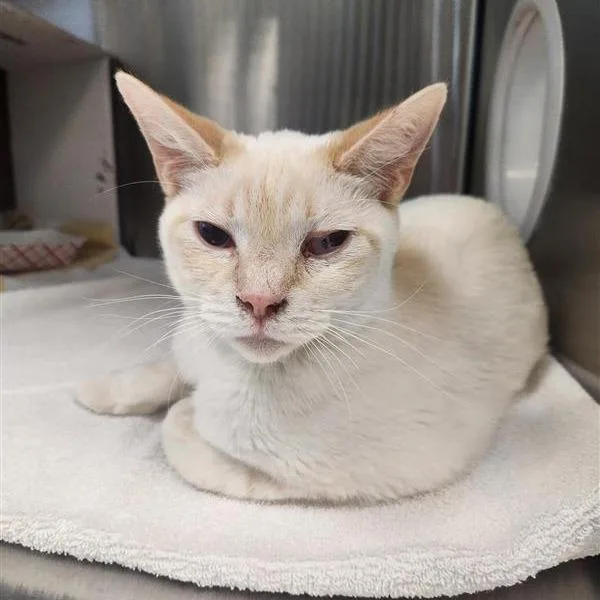 A young medium-sized female Flame Point Domestic Short Hair cat named Arizona for adoption in Tacoma, WA