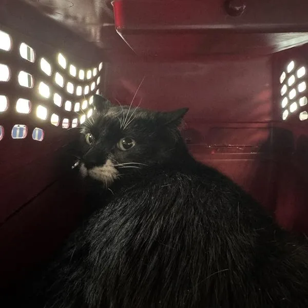 An adult medium-sized male Domestic Short Hair cat named Tux for adoption in Des Moines, IA