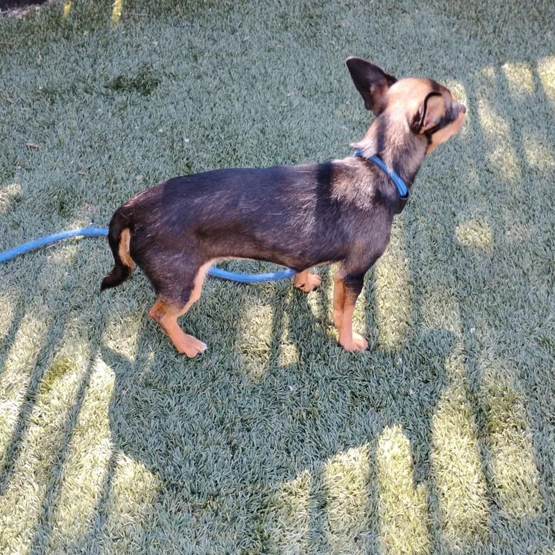 A young small-sized female Black Chihuahua dog named Maggie for adoption in Pleasanton, CA
