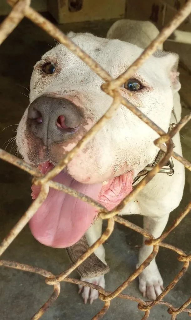A young medium-sized male Pit Bull Terrier dog named Robert for adoption in Swainsboro, GA