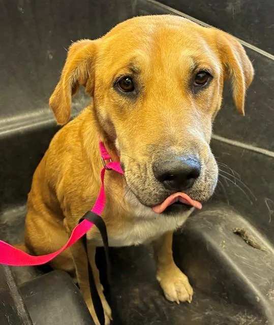 A young large-sized female Labrador Retriever dog named Gracie for adoption in Mesa, AZ