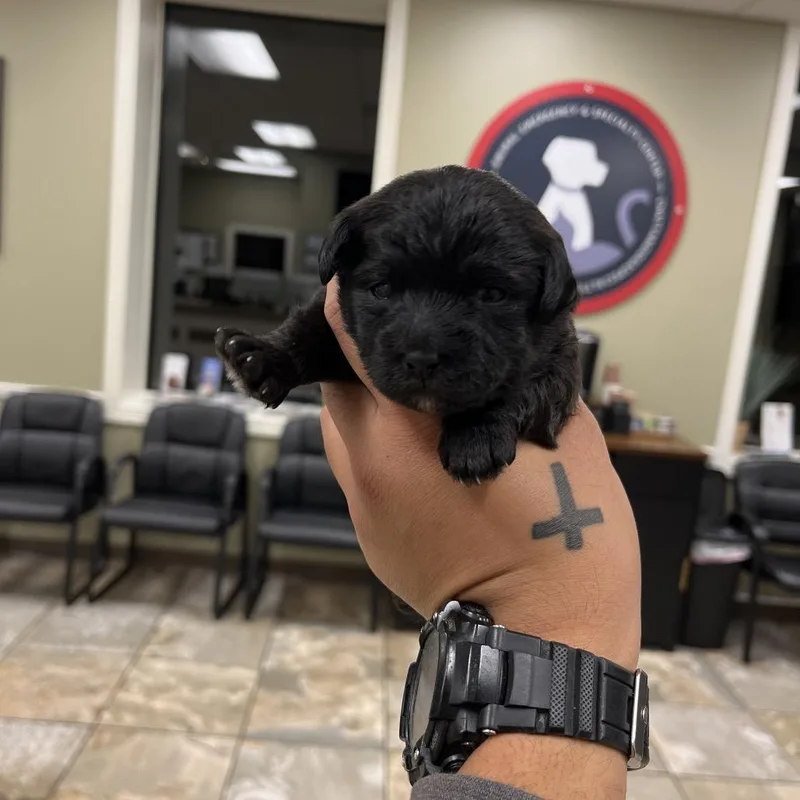 A baby small-sized male Black Mixed Breed dog named Jameson for adoption in Chattanooga, TN