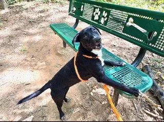 A baby medium-sized female Labrador Retriever dog named Pali for adoption in Clyde, NC