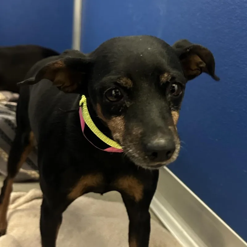 An adult small-sized female Mixed Breed dog named Reba for adoption in Murray, UT