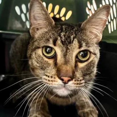 An adult small-sized female Domestic Short Hair cat named Twix for adoption in Burlington, WA