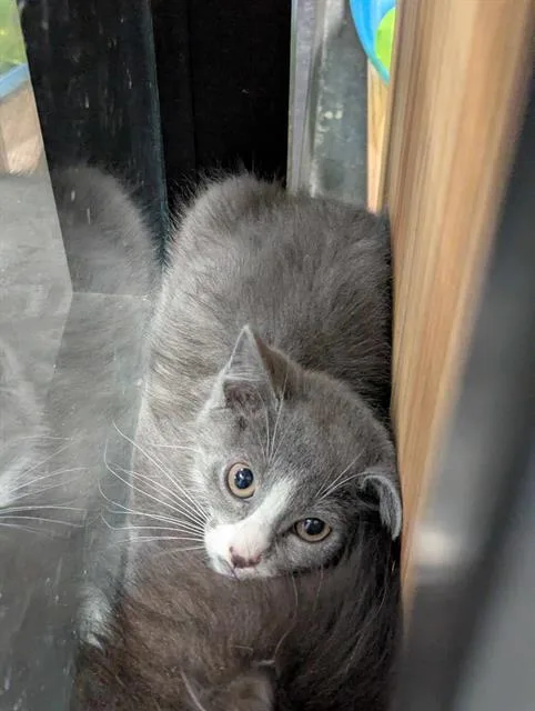 A baby small-sized female Domestic Medium Hair cat named Andy for adoption in Brunswick, GA