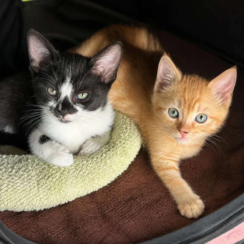 A baby small-sized male Orange / Red Domestic Short Hair cat named Beast for adoption in Tustin, CA