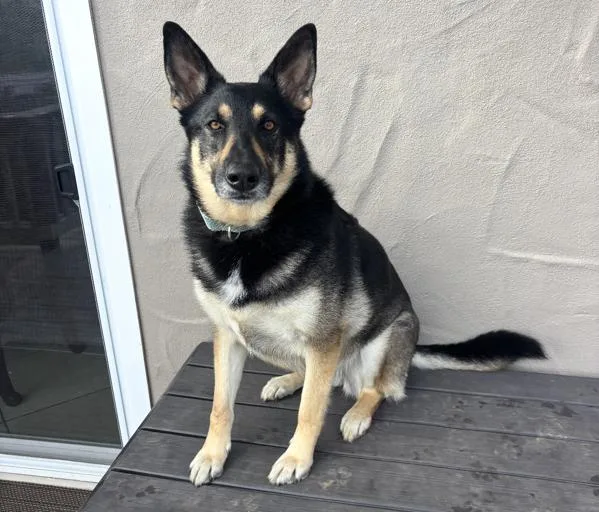 An adult large-sized female German Shepherd Dog dog named Bonnie for adoption in Oceanside, CA