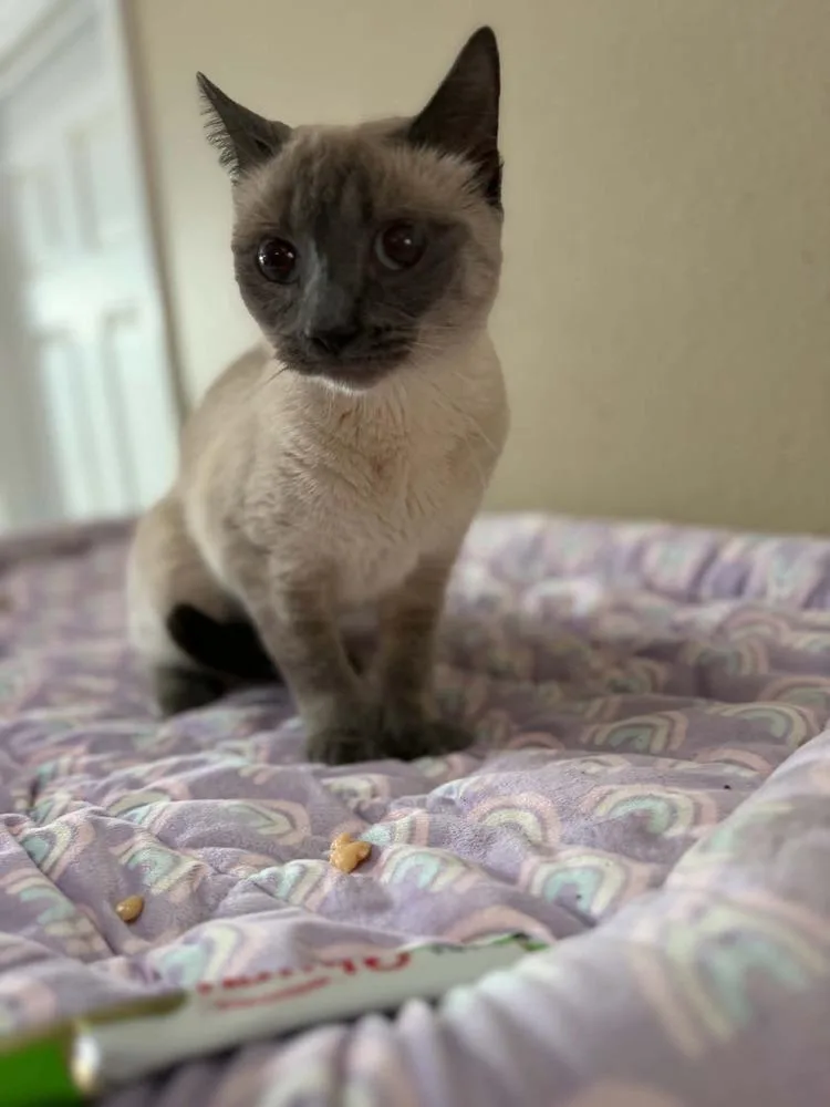 Maisey thumbnail 2