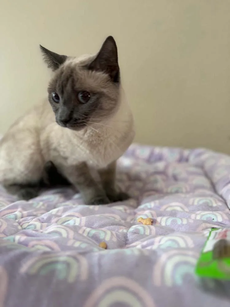 Maisey thumbnail 3