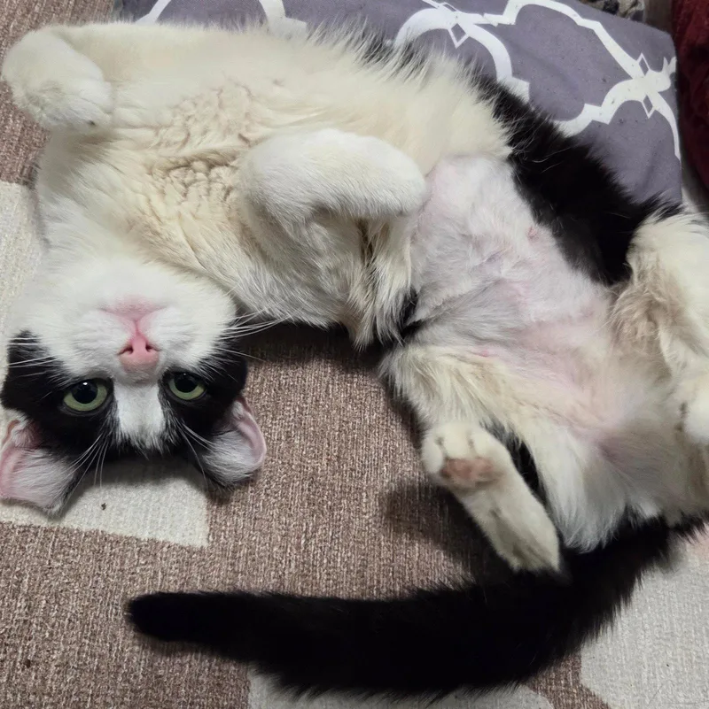 An adult medium-sized female Black & White / Tuxedo Domestic Short Hair cat named Double Dutch for adoption in Brooklyn, NY