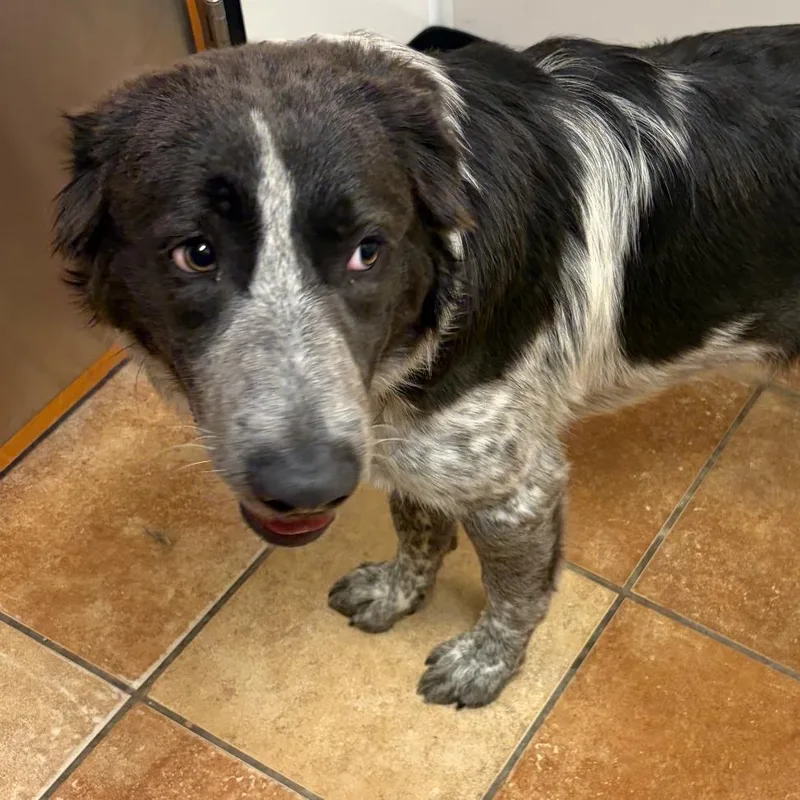 An adult medium-sized female Brown / Chocolate Cattle Dog dog named FWT Bernadette for adoption in Midland, TX