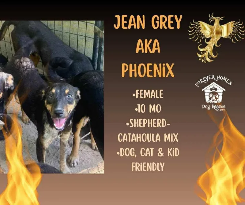 Jean Grey Aka Phoenix