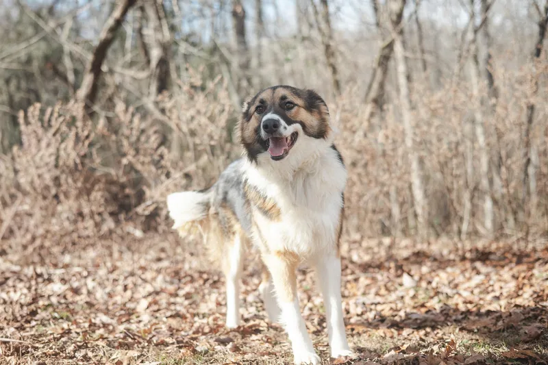 Lukas  Transport thumbnail 2