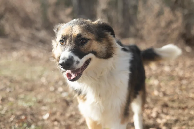 Lukas  Transport thumbnail 4