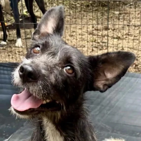 An adult small-sized female Cairn Terrier dog named Cookie for adoption in West Haven, CT