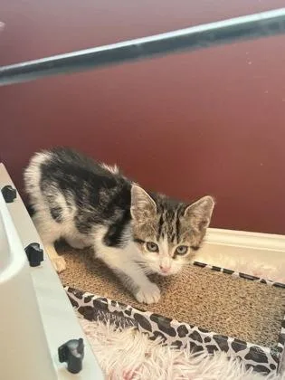A baby small-sized male Domestic Short Hair cat named Matcha for adoption in West Chester, PA