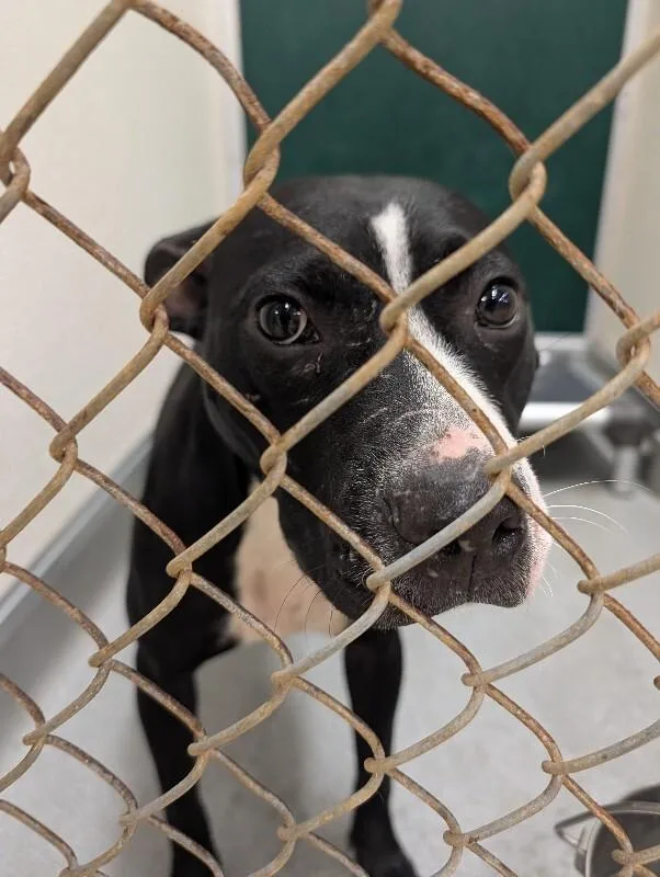 An adult medium-sized female Black Mixed Breed dog named Shar for adoption in Cincinnati, OH