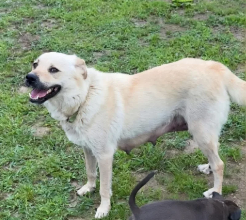 An adult medium-sized female Labrador Retriever dog named Abby for adoption in Dandridge, TN