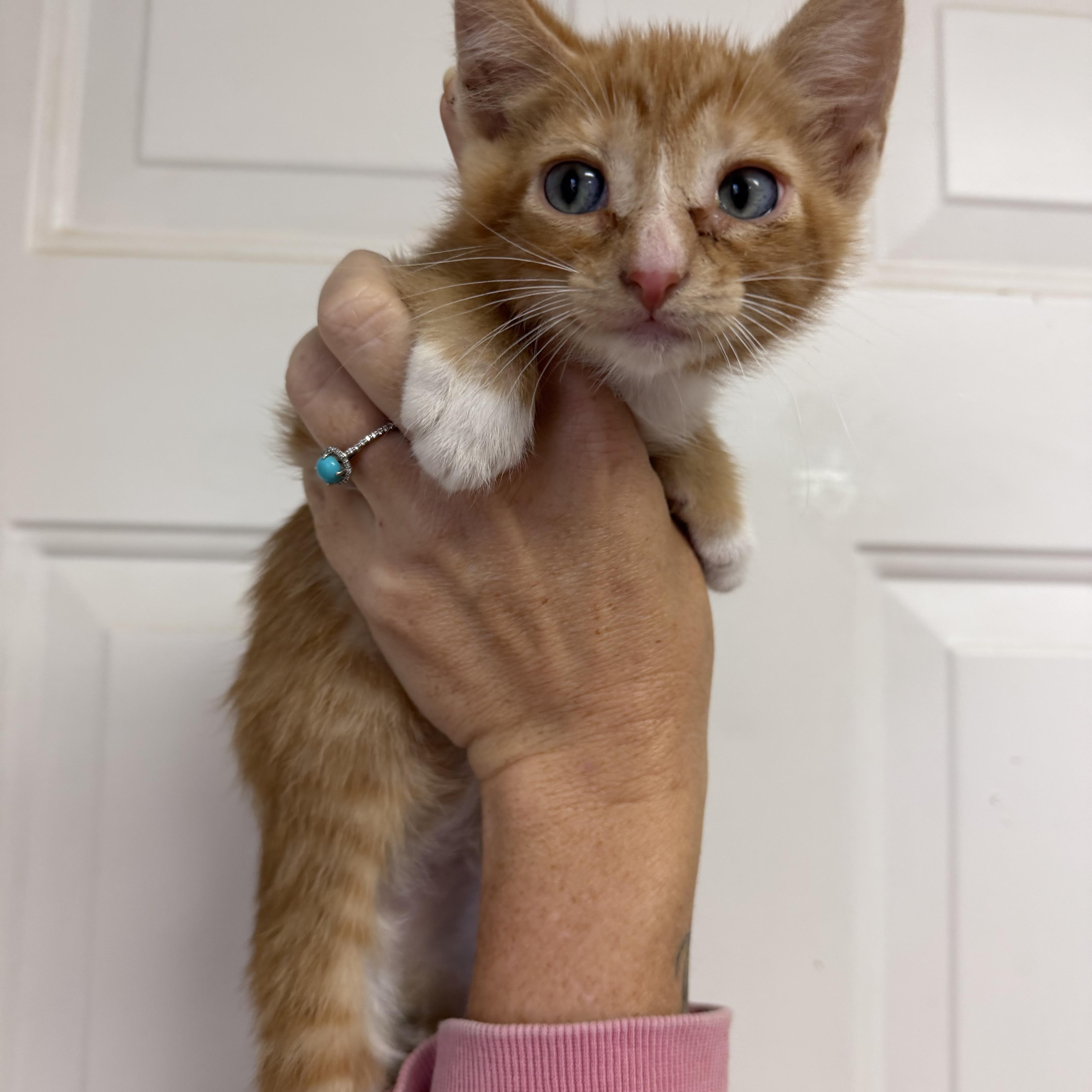 A baby medium-sized male Tabby cat named Miles for adoption in Columbia, SC