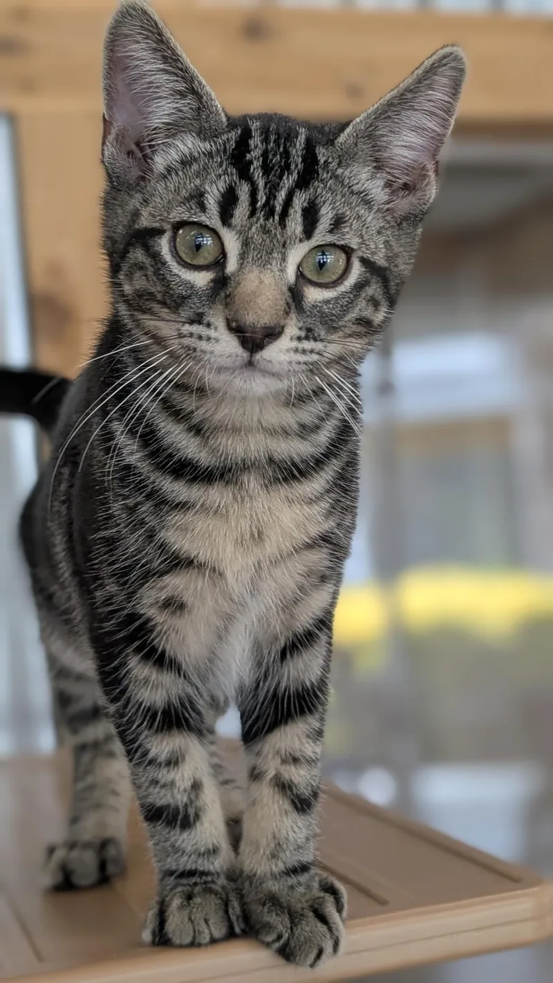 A baby medium-sized male Tabby (Gray / Blue / Silver) Domestic Short Hair cat named Tiff for adoption in Petaluma, CA