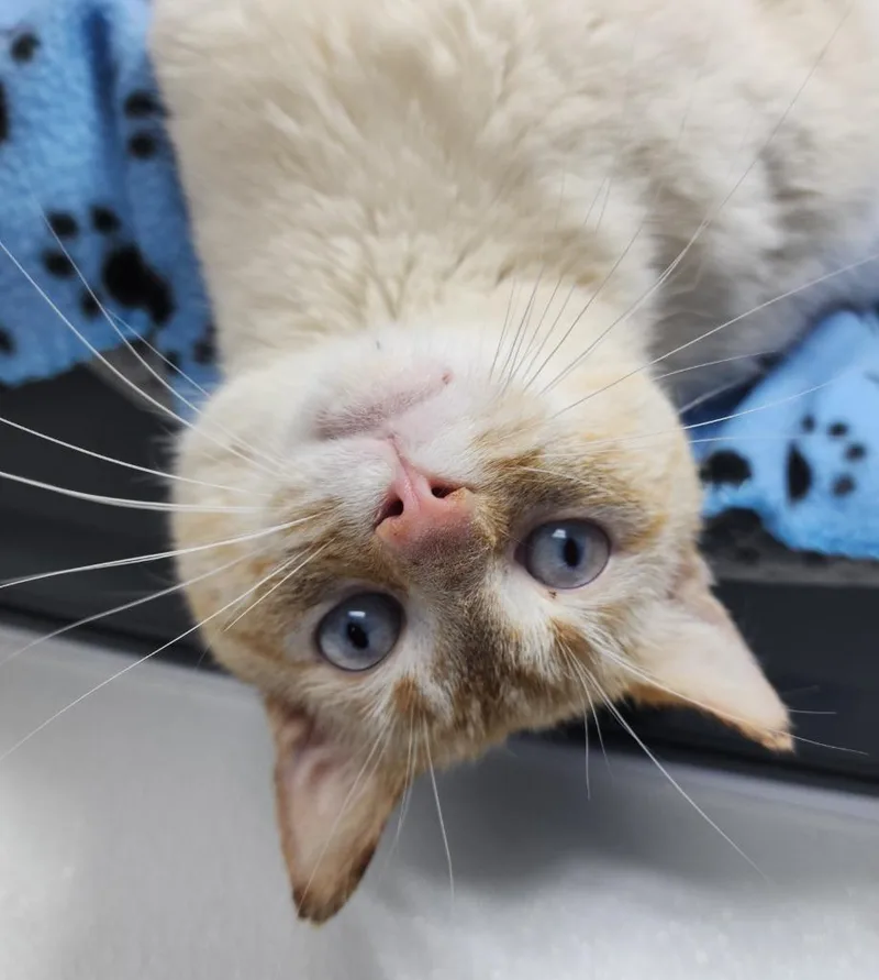 A young large-sized male Siamese cat named Bentley for adoption in Washington Court House, OH