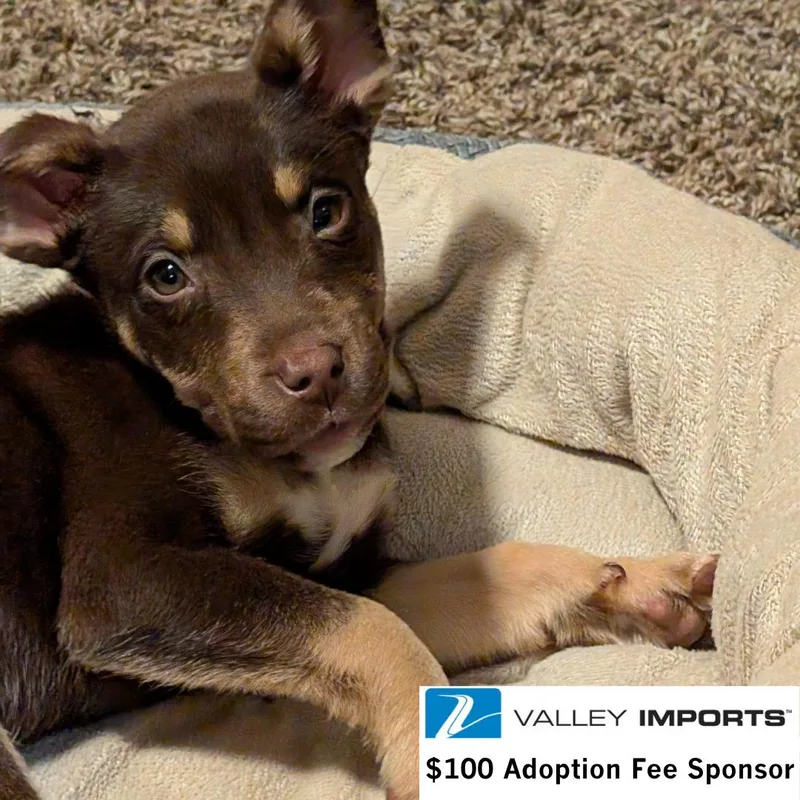 A young large-sized female Husky dog named Lia for adoption in Fargo, ND
