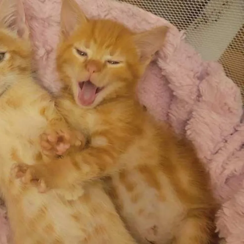 A baby medium-sized female Tabby (Orange / Red) Domestic Short Hair cat named Lilac for adoption in Chattanooga, TN