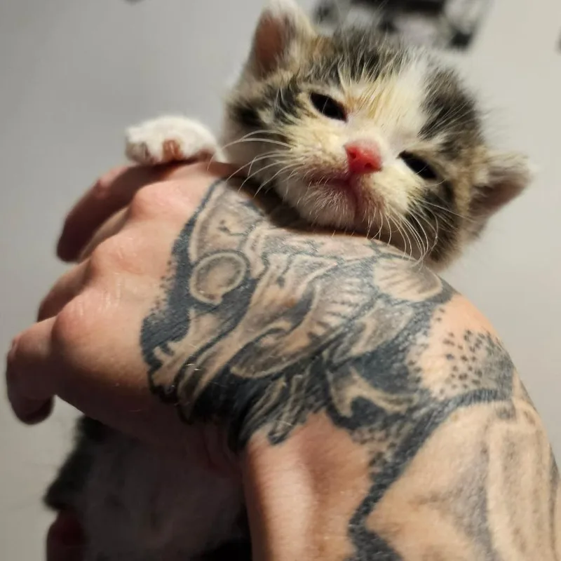 A baby small-sized male Brown / Chocolate Domestic Short Hair cat named Pippin for adoption in Marion, IL