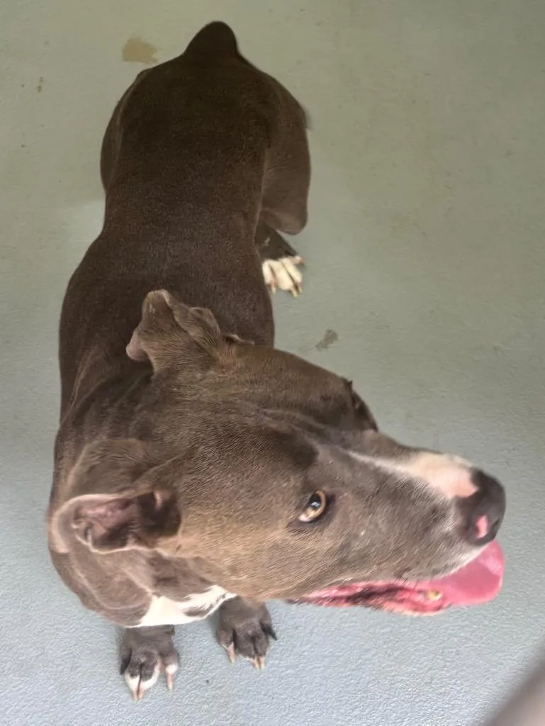 An adult large-sized male Mixed Breed dog named Lowkey for adoption in Cartersville , GA