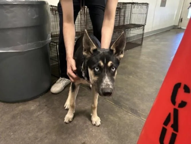 A young medium-sized female German Shepherd Dog dog named Lucy for adoption in Los Angeles, CA