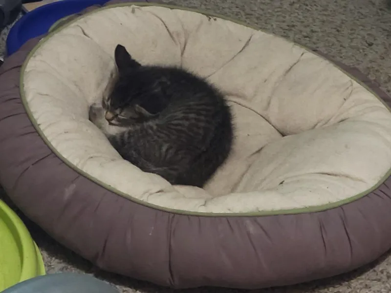 A baby medium-sized female Domestic Short Hair cat named Lemonade for adoption in Cloquet, MN