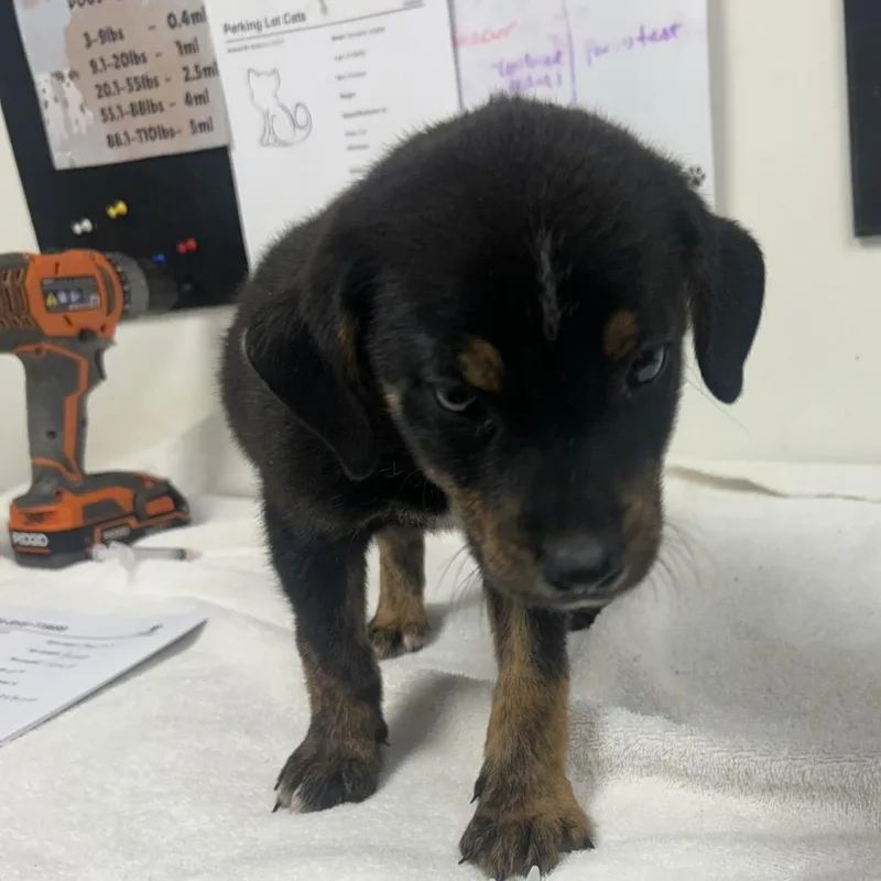 A baby small-sized female Black Shepherd dog named Sheree for adoption in Parrish, AL