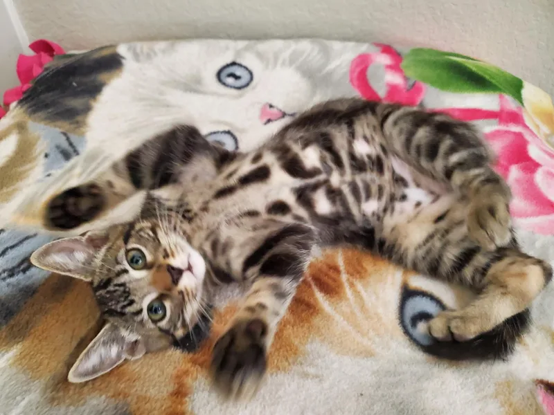 A baby small-sized female Domestic Short Hair cat named Sprinkles for adoption in Carlsbad, CA
